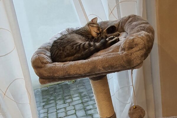 Eine rotgetigerte und eine graugetigerte Katze liegen in ihren Körbchen an einem Kratzbaum vor einem Fenster.