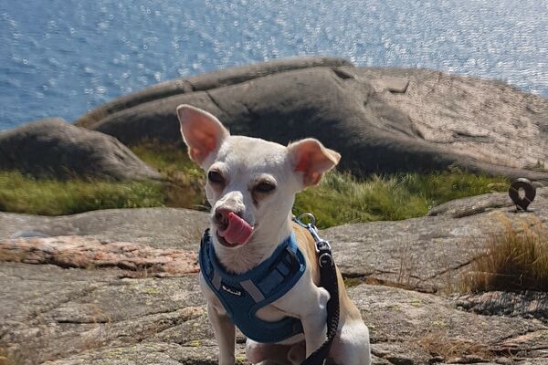 In kleiner Hund in blauem Geschirr sitzt auf einem Felsen an einem See und leckt sich die Zunge.