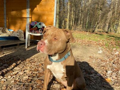 Ein brauner Pitbull sitz auf einem mit Laub bedecktem Boden. Im Hintergrund eine große Hundehütte aus Holz.