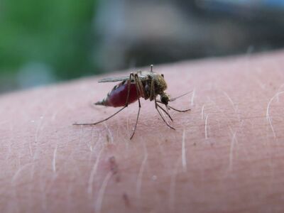 Großaufnahme einer Mücke die auf einer behaarten Haut sitzt.