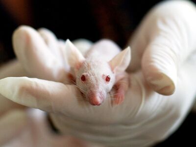 Eine weiße Maus wird in einer mit weißen Handschuhen bedeckten Hand gehalten, ihr Köpfchen schaut heraus.