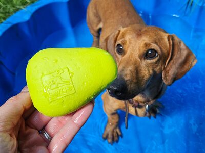 Ein Dackel steht in einem Hundepool und bekommt einen gelben Schwimmstein hingehalten.