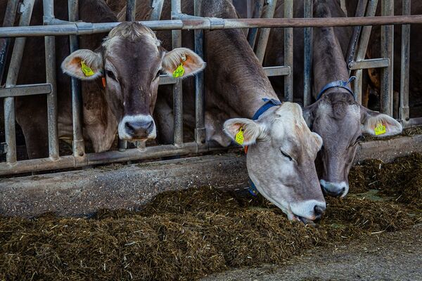 Drei braune Rinder im Stall am Futtertrog mit Bändern um den Hals.