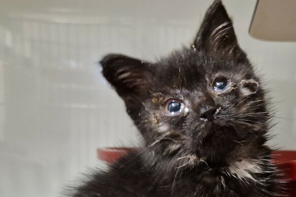 Schwarzes Kitten mit verletzten Augen.