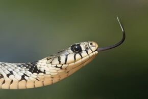 Schlangen leiden oftmals unter Haltungsdefiziten
