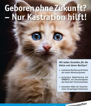 Poster zur Katzenkastrationsaktion Herbst 2018