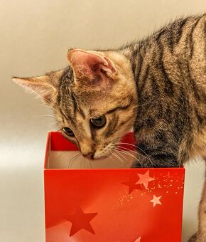 Katze schaut in Geschenkarton