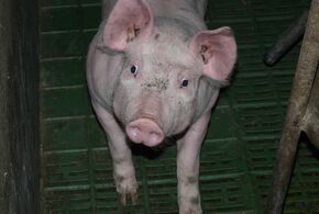 Schweine leiden in der konventionellen Tierhaltung