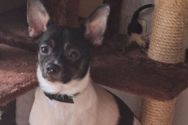 Chihuahua mit weißem Fell und dunkelbraunem Kopf schaut in die Kamera