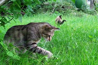 Der grau-getigerte Kater Feivel streift durch hohes sattgrünes Gras, im Hintergrund seine Freundin, die Katze Amelie.