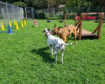 Malinois-Rüde Jack und seine Dalmatiner-Freundin beim Spielen auf der Hundewiese