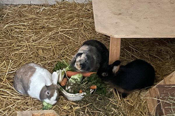 Drei verschiedenfarbige Kaninchen sitzen auf einer mit Stroh ausgelegten Fläche und knabbern an Gemüse, dass in einer weißen Schale liegt.