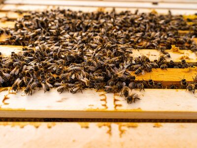 Zahlreiche Bienen auf Holzlatten des Bienenstocks sitzend.