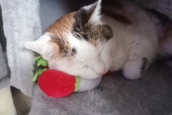 Köpfchen einer schlafenden Trikolor-Katze, auf ein rotes Plüschspielzeug gelehnt.