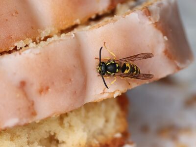 Eine Wespe sitzt auf der Glasur einer Scheibe hellen Rührkuchens.
