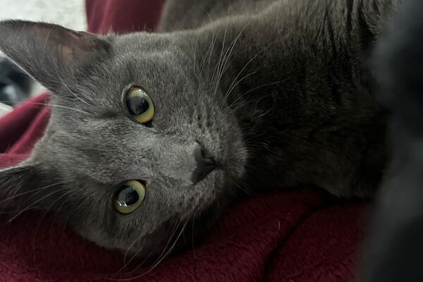 Eine dunkelgraue Katze liegt seitlich auf einer bordeauxroten Fleecedecke.