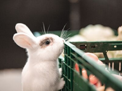 Ein weißes Kaninchen schaut neugierig in eine Kunststoff-Box mit Gemüse.