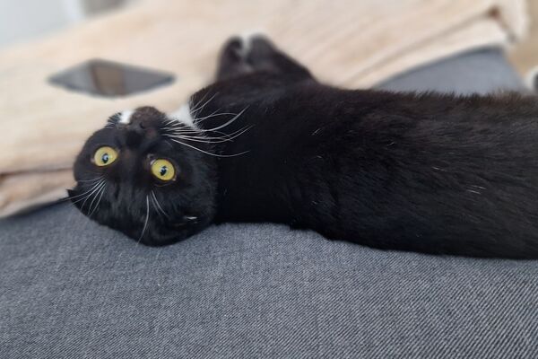 Eine schwarze Katze mit weißem Brustfleck liegt auf dem Rücken auf einer Couch.