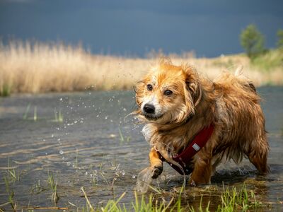 Heller Hund plantscht durch niedriges Seewasser.