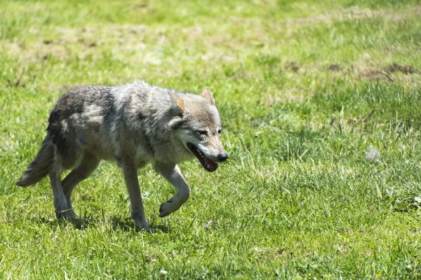 Ein Wolf läuft über eine Wiese