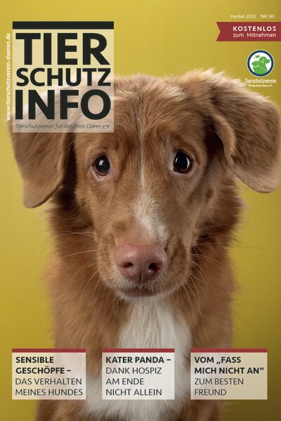 Das Titelbild des Magazin mi Text und dem Foto eines braunen, etwas traurig blickenden Hundewelpen.