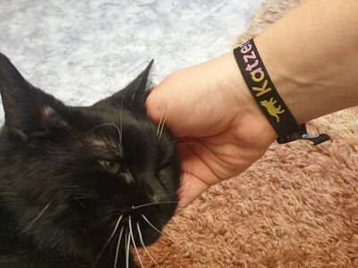 Eine schwarze Katze wird am Kopf gestreichelt. Am Hand des Menschen ein Stoffarmband mit dem Hashtag "#Katzenhelfen"