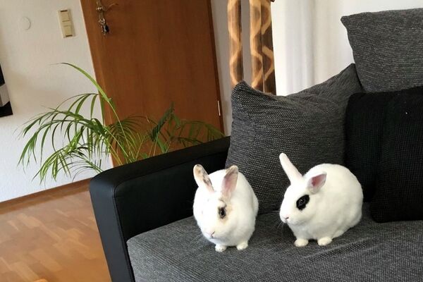 Die beiden Kaninchen Honey und Bunny (weiß mit schwarz) sitzen einträchtig nebeneinander auf einer grauen Couch.