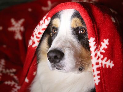 Ein Hundekopf, eingehüllt in eine rote Decke mir weißem Eiskristallmuster.