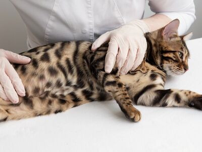Eine getigerte Katze liegt auf einem weißen Untersuchungstisch und wir von medizinisch behandschuhten Händen abgetastet.