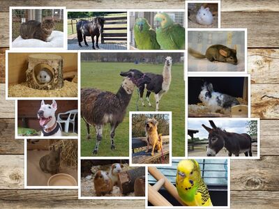 Eine Collage aus verschieden großen Fotos von Hunden, Katzen, Eseln, Vögeln und anderen Tieren.