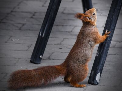 Ein rot-braunes Eichhörnchen versucht an einem Stuhl hochzuklettern.