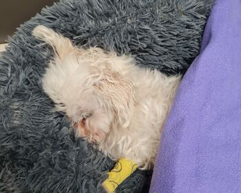 Ein kleiner weißer Hund liegt schlafend  in einer flauschigen grauen Decke, an einem Beinchen der Zugang zur Kanüle.