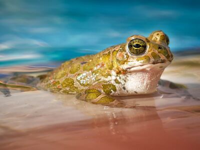 Ein Frosch liegt auf dem Rand eines Swimmingpools.