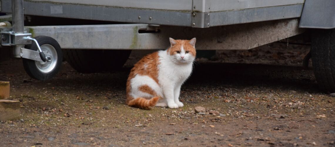 Eine rot-weiße Katze sitzt auf unbefestigtem Boden vor einem unbenutzten PKW-Anhänger.