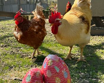 Zwei Hühner draußen nähern sich neugierig einigen bunt verpackten großen und kleinen Schoko-Eiern