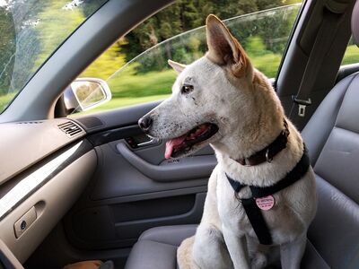 Ein heller Hund sitzt leicht hechelnd auf dem Beifahrersitz eines Kfz dessen Fenster einen Spalt breit offen ist.