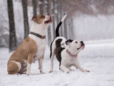 Zwei Boxer spielen im Schnee.
