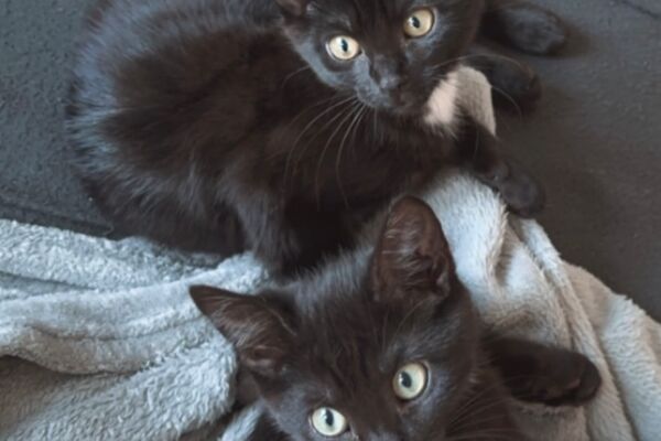 Zwei schwarze Jungkatzen liegen nebeneinander auf einer Decke.