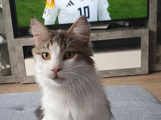 Ein weiß-bunter Kater sitzt auf einer grauen Couch. Im Hintergrund zeigt ein Fernsehbildschirm einen Fußballspieler im Deutschland-Trikot.