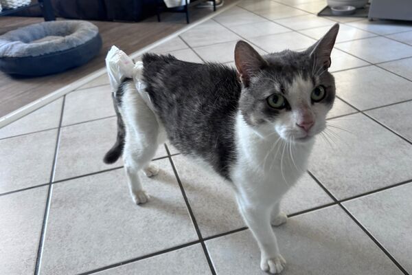 Ein weiß-grauer Kater auf Fliesenboden mit einem bandagierten Schwanzansatz.