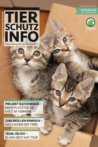 Titelbild der Tierschutz-Info mit Text und einem Foto von drei getigerten Kitten, die aus einem Pappkarton herausschauen.